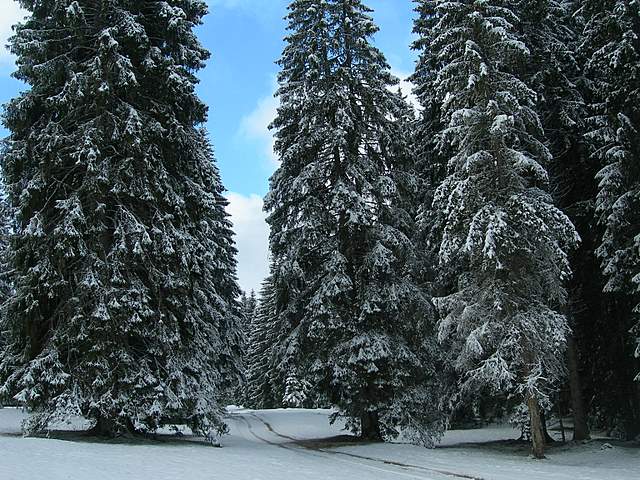 Macromiceti jurassiani � la lunga ricerca